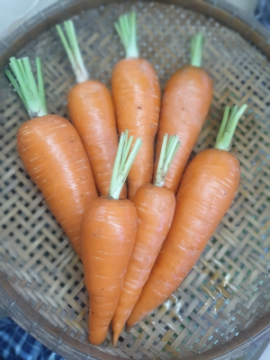 Cà Rốt - Thiên Sinh Farm